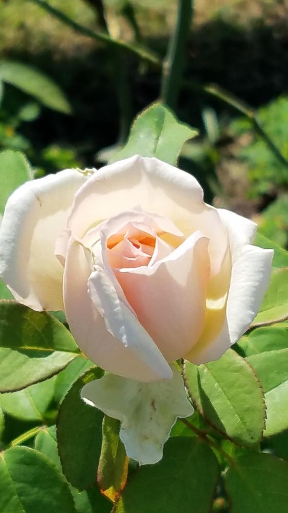 Photo of Roses (Rosa) uploaded by RootedInDirt
