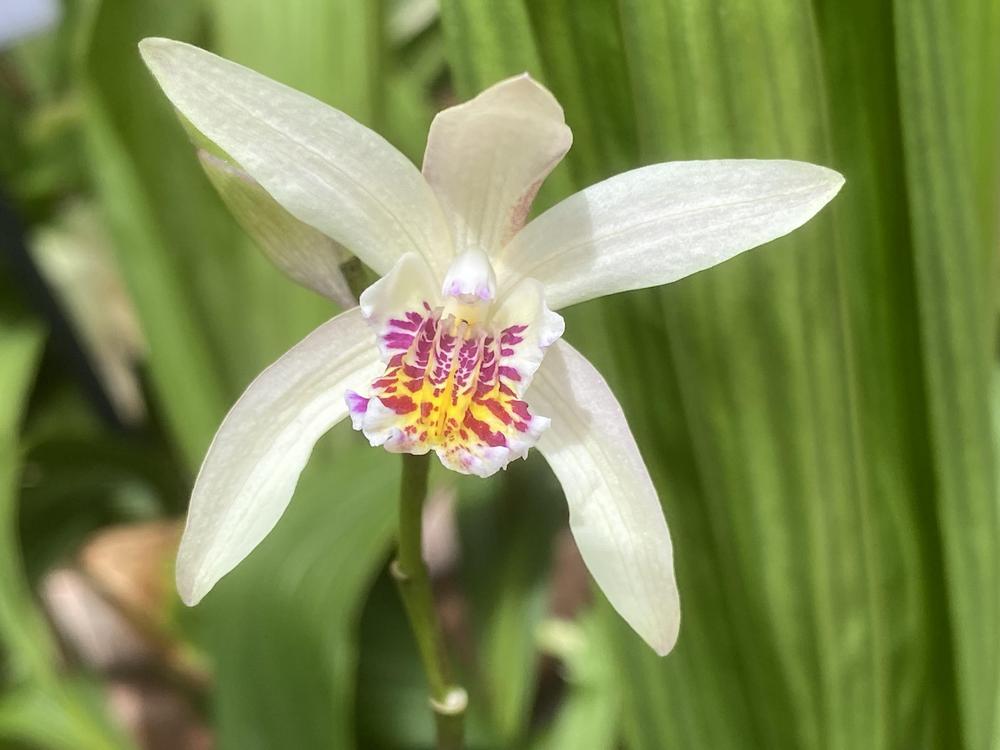 Photo of Chinese Ground Orchid (Bletilla ochracea) uploaded by SL_gardener
