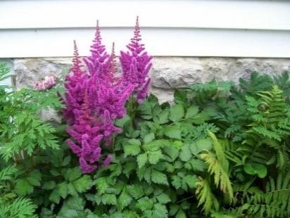 Photo of Astilbe 'Amethyst' uploaded by TheMainer