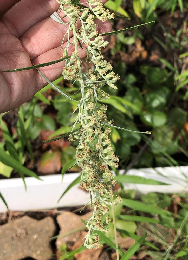 Photo of Mugwort (Artemisia vulgaris) uploaded by sedumzz