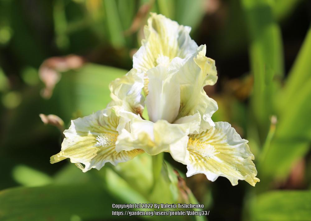 Photo of Standard Dwarf Bearded Iris (Iris 'Terra Verde') uploaded by Valery33