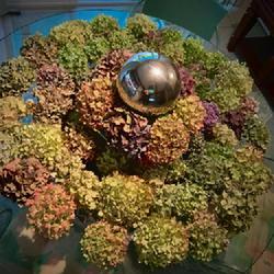 Location: Bea’ss garden
Date: 2023-09-19
Dried hydrangeas for holiday wreaths
