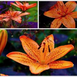 Location: Bea’s garden
Date: 2023-09-18
Background plant Cotinus purple ‘Smoke shrub purple /orange com