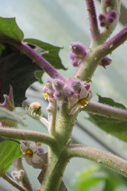 Photo of Naranjilla (Solanum quitoense) uploaded by RuuddeBlock
