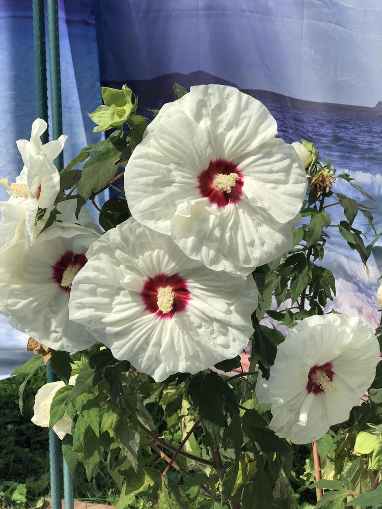 Photo of Hybrid Hardy Hibiscus (Hibiscus Luna™ White) uploaded by Sscape