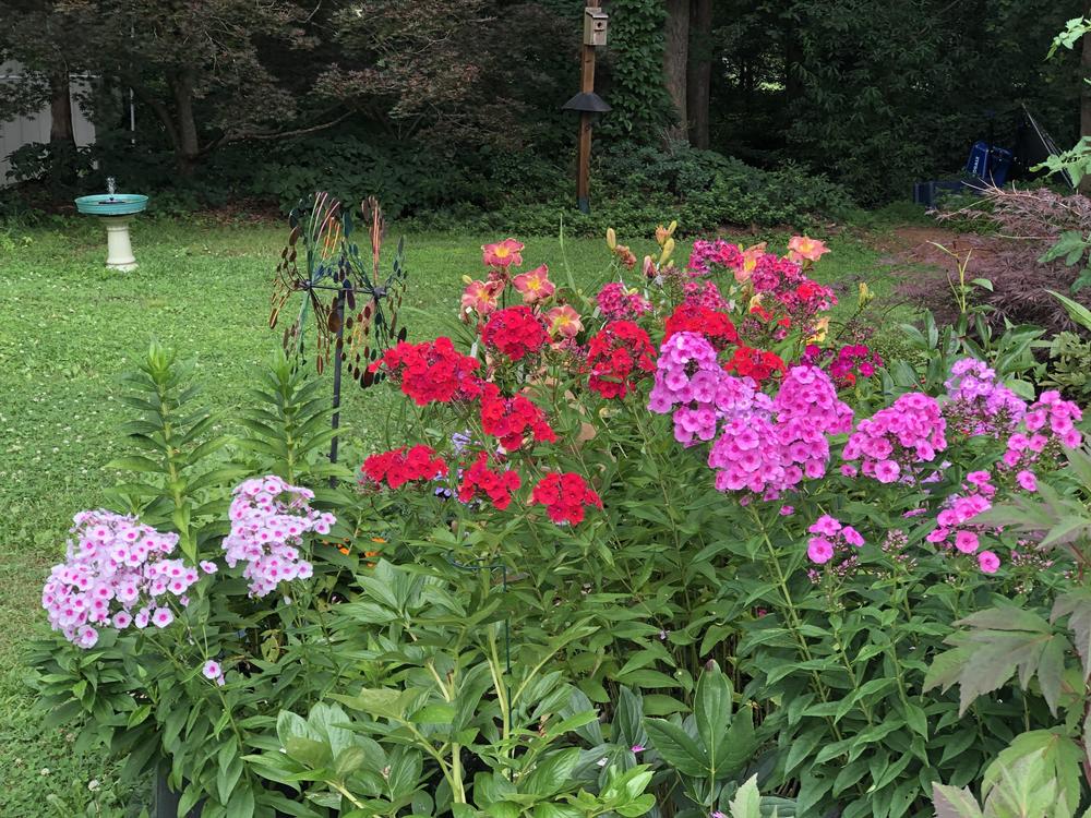 Photo of Phloxes (Phlox) uploaded by Sscape