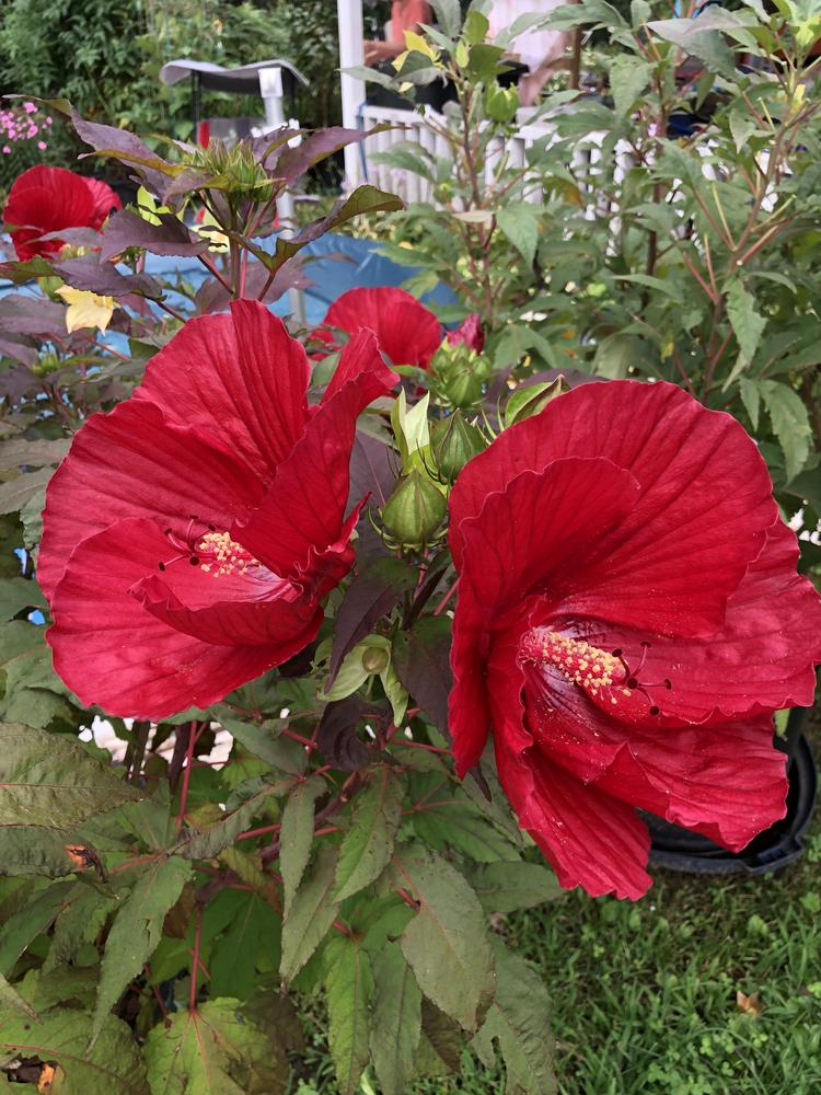 Photo of Hybrid Hardy Hibiscus (Hibiscus Summerific™ Cranberry Crush) uploaded by Sscape