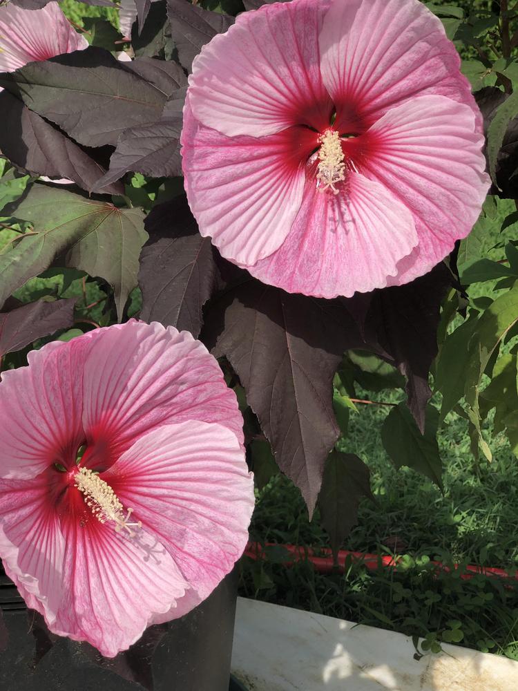 Photo of Hybrid Hardy Hibiscus (Hibiscus Summerific™ Starry Starry Night) uploaded by Sscape