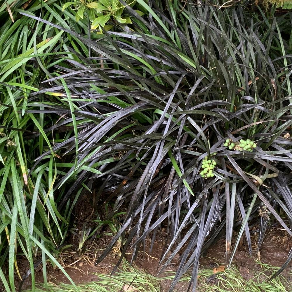 Photo of Black Mondo Grass (Ophiopogon planiscapus 'Kokuryu') uploaded by bumplbea