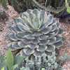Happy Crown Agave (Agave 'Kissho Kan') growing at “The Prickly 
