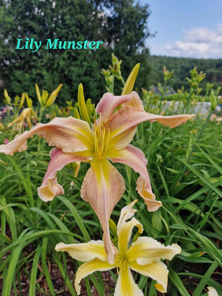 Photo of Daylily (Hemerocallis 'Lily Munster') uploaded by Hemwitch