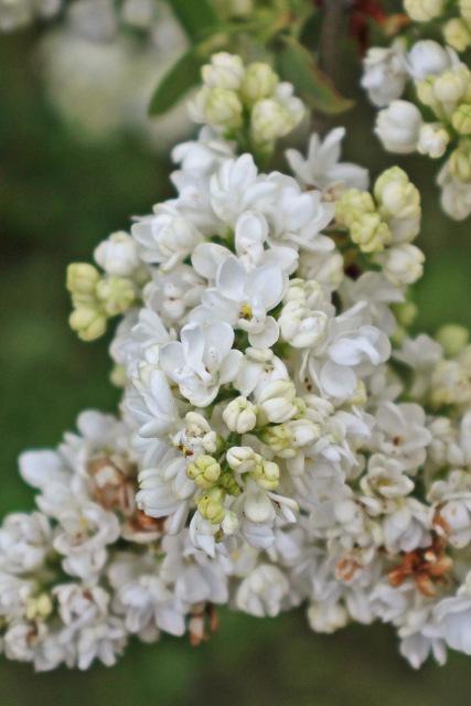Photo of Common Lilac (Syringa vulgaris) uploaded by RuuddeBlock