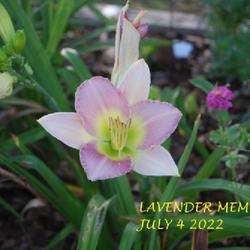 Location: my garden/ 8b Louisiana
Date: 2022-07-04