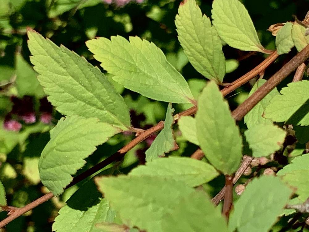 Photo of Japanese Spirea (Spiraea japonica 'Dolchica') uploaded by bumplbea