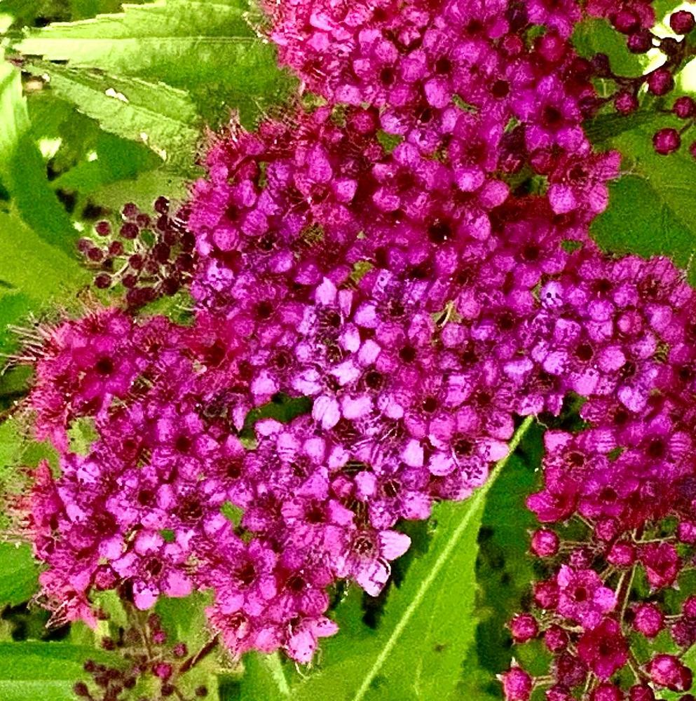 Photo of Japanese Spirea (Spiraea japonica 'Dolchica') uploaded by bumplbea