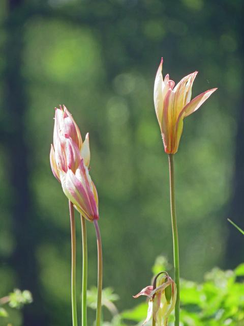 Photo of Species Tulip (Tulipa sylvestris) uploaded by RuuddeBlock