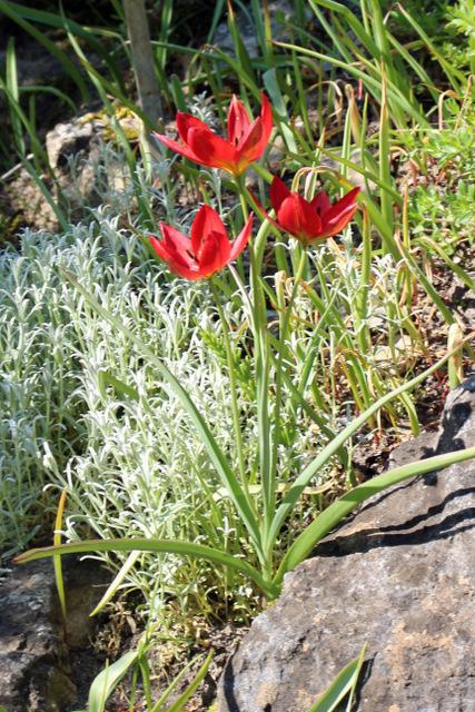 Photo of Species Tulip (Tulipa orphanidea) uploaded by RuuddeBlock