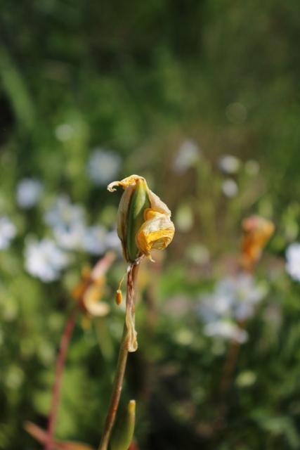 Photo of Species Tulip (Tulipa sylvestris) uploaded by RuuddeBlock