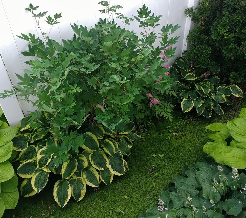 Photo of Hosta 'Wide Brim' uploaded by TheMainer