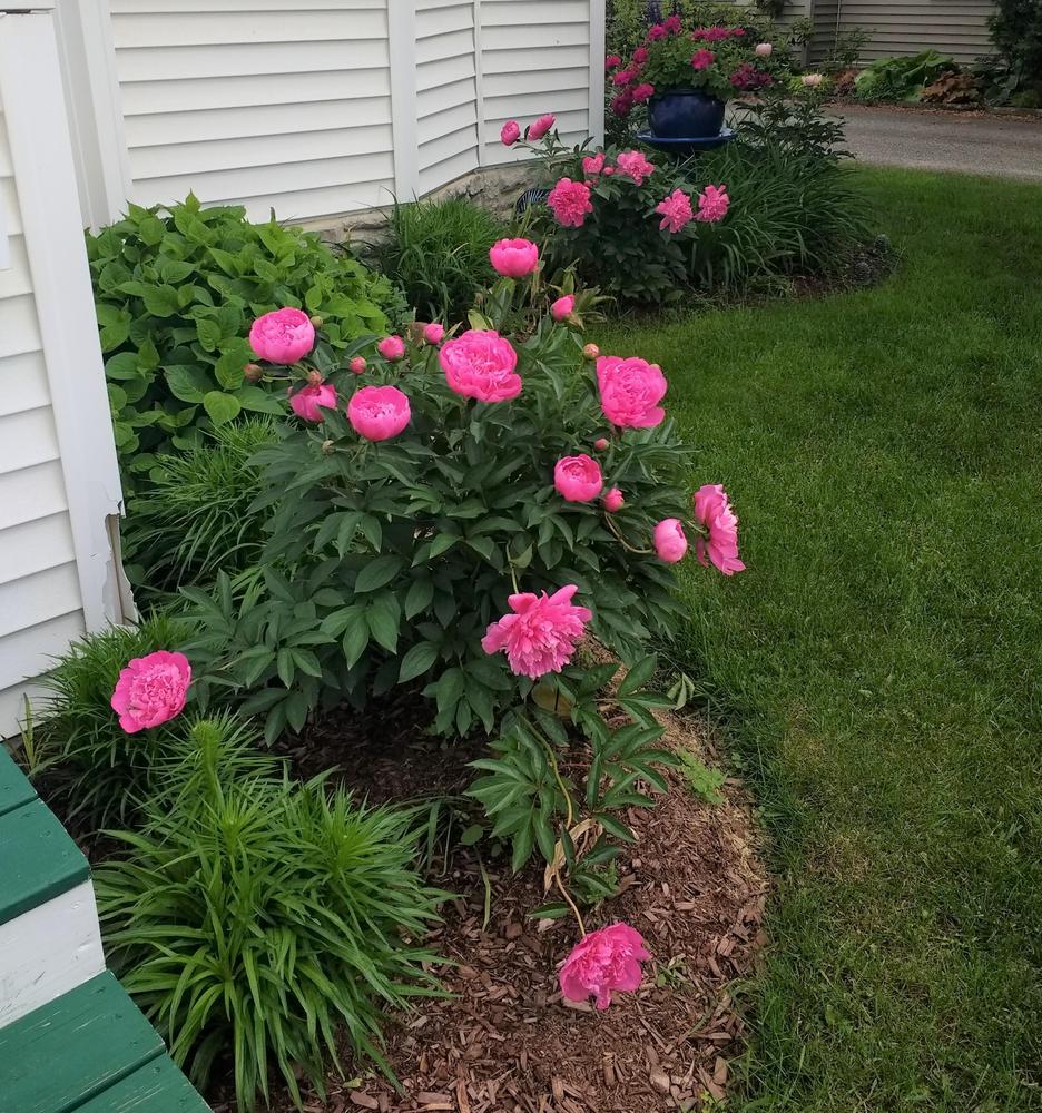 Photo of Peony (Paeonia lactiflora 'Monsieur Jules Elie') uploaded by TheMainer