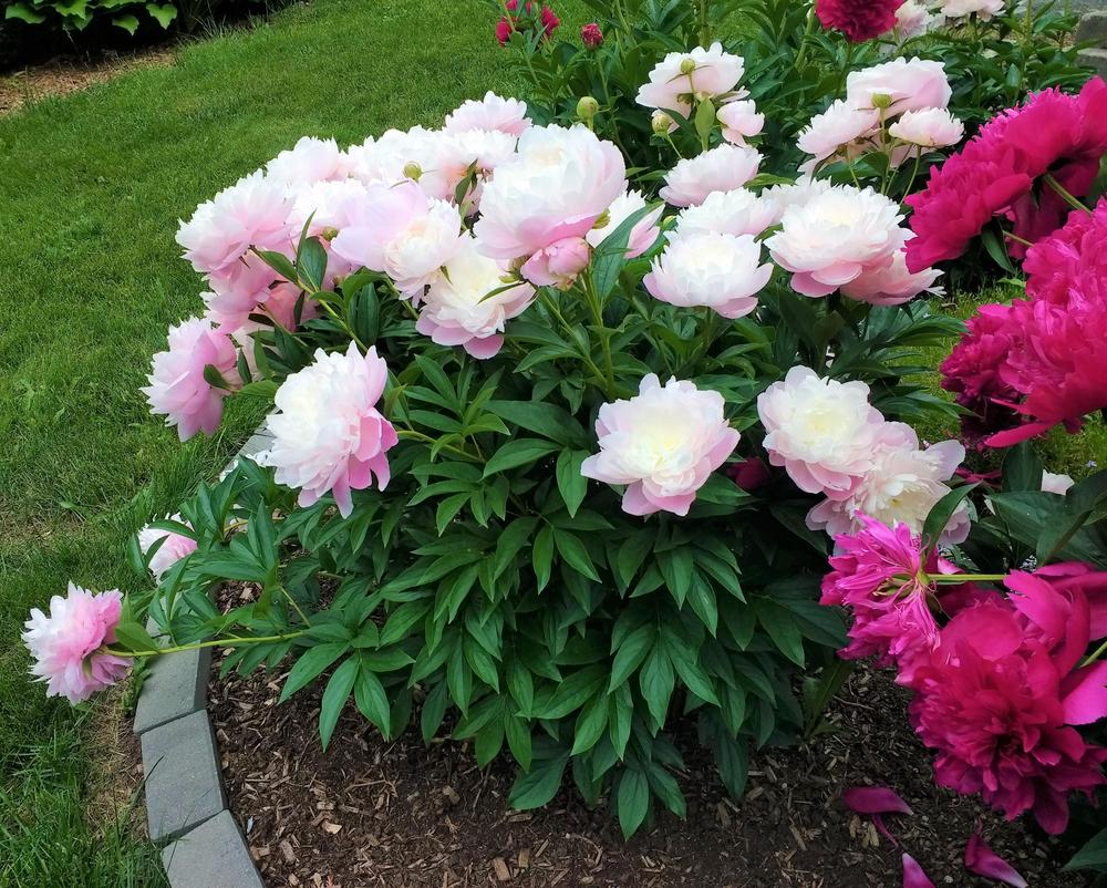Photo of Chinese Peony (Paeonia lactifora 'Mrs. Franklin D. Roosevelt') uploaded by TheMainer