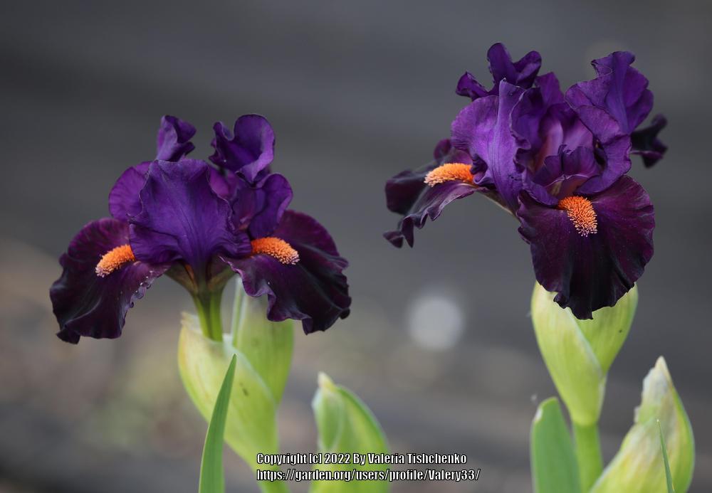 Photo of Standard Dwarf Bearded Iris (Iris 'Queen of Darkness') uploaded by Valery33