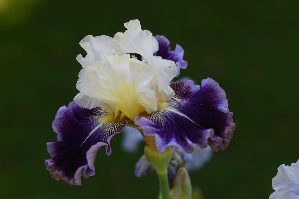 Photo of Tall Bearded Iris (Iris 'Aubigny Auld Alliance') uploaded by cliftoncat