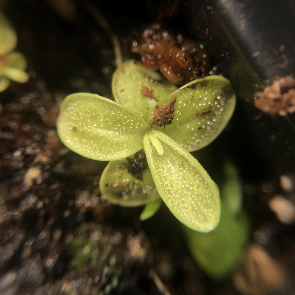 Photo of Southern Butterwort (Pinguicula primuliflora) uploaded by sedumzz