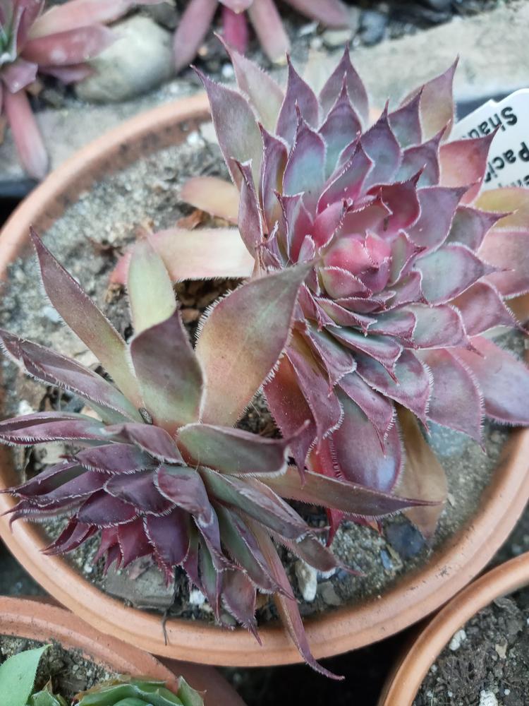 Photo of Hen and Chicks (Sempervivum 'Pacific Purple Shadows') uploaded by GentianGrower