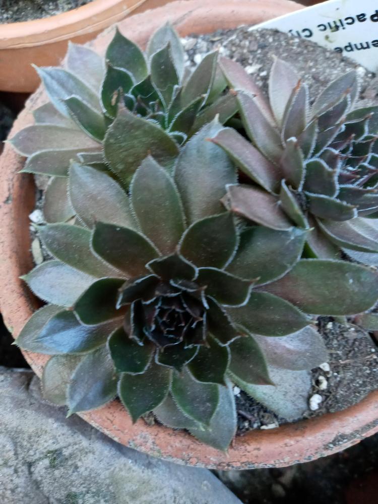 Photo of Hen and Chicks (Sempervivum 'Pacific Clydesdale') uploaded by GentianGrower