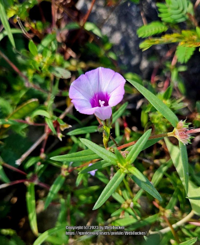 Photo of Little Bell Morning Glory (Ipomoea triloba) uploaded by WebTucker
