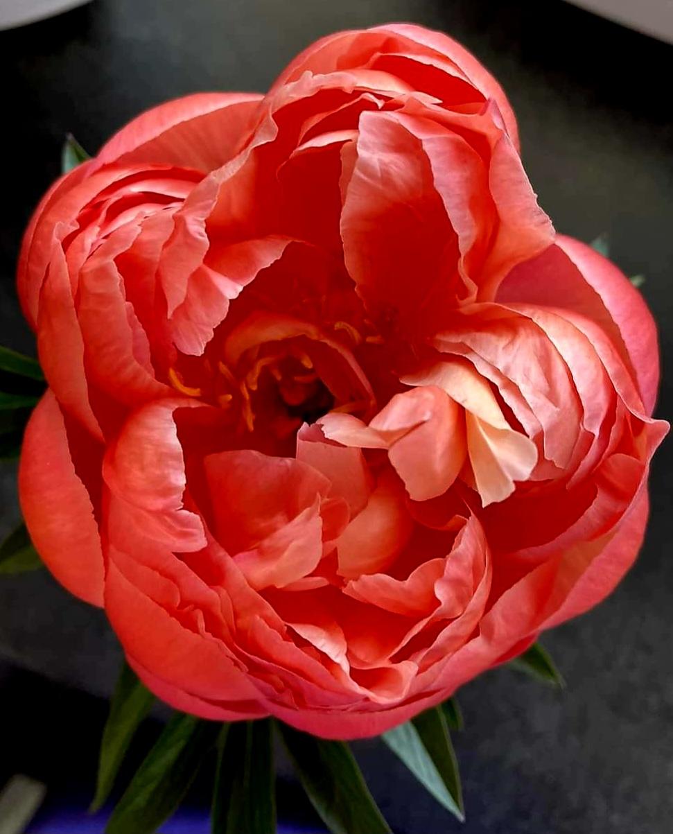 Photo of Garden Peony (Paeonia 'Coral Charm') uploaded by gwhizz