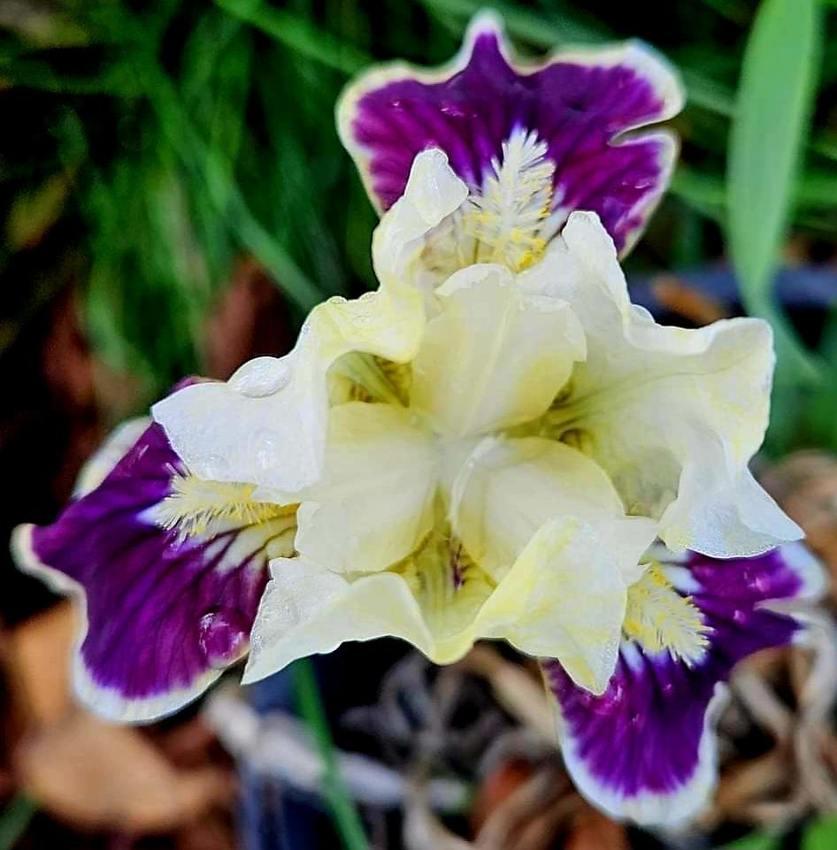 Photo of Standard Dwarf Bearded Iris (Iris 'Making Eyes') uploaded by gwhizz