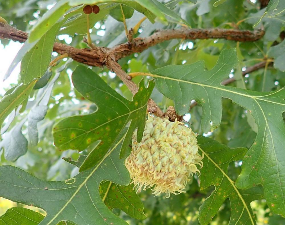 Photo of Bur Oak (Quercus macrocarpa) uploaded by gardengus