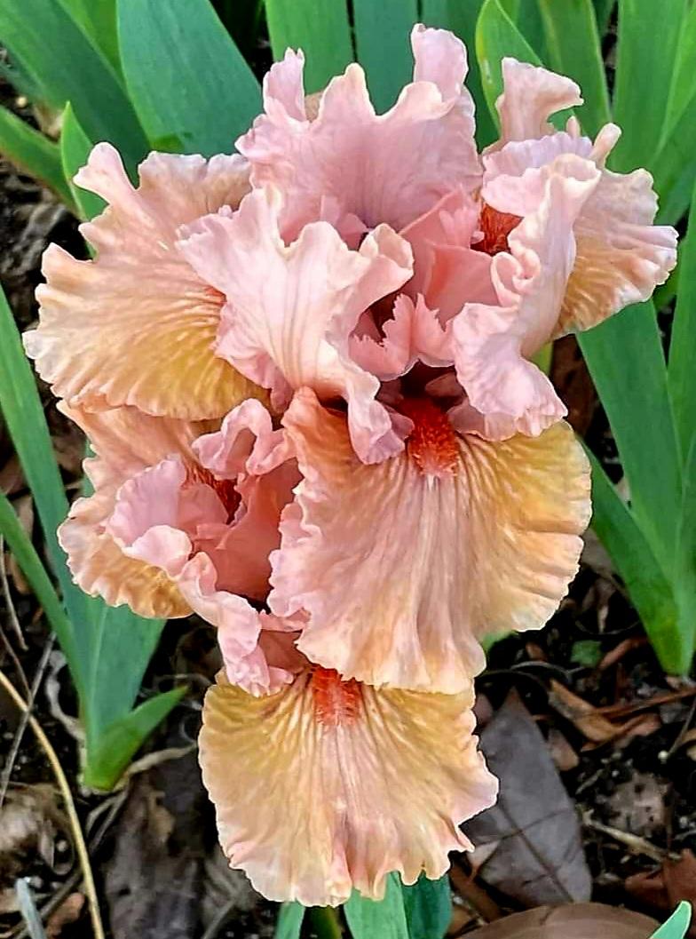 Photo of Intermediate Bearded Iris (Iris 'Scene in Pink') uploaded by gwhizz