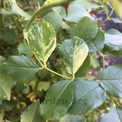 Location: Salt Lake City, Utah, United States
Date: 2023-09-29
Random variegated leaf.