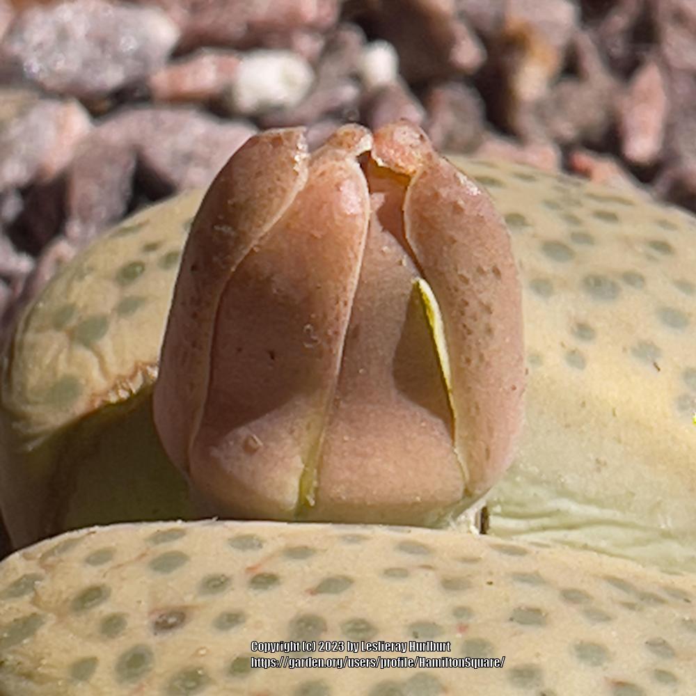 Photo of Living Stones (Lithops fulviceps) uploaded by HamiltonSquare