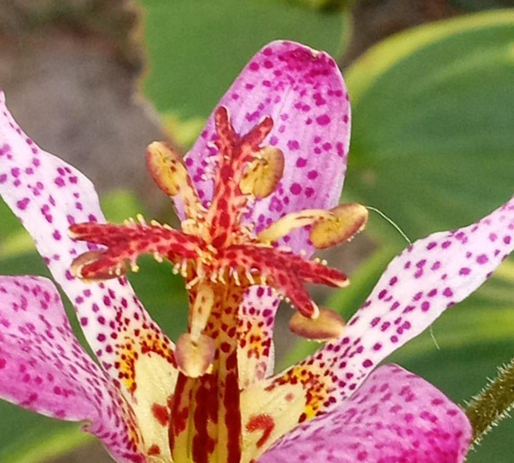 Photo of Toad Lily (Tricyrtis formosana 'Samurai') uploaded by Elfenqueen