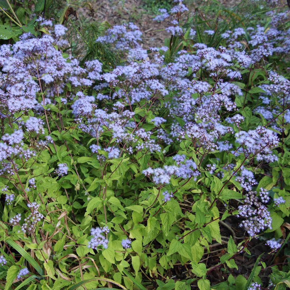 Photo of Blue Mistflower (Conoclinium coelestinum) uploaded by LoriMT