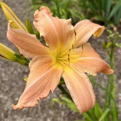 Location: Delaware
Date: 2023-06-16
Daylily ‘Chin Whiskers’