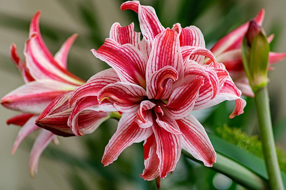 Photo of Amaryllis (Hippeastrum 'Doublet') uploaded by dirtdorphins