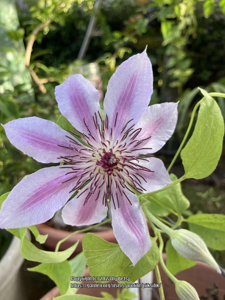 Photo of Clematis 'Nelly Moser' uploaded by piksihk