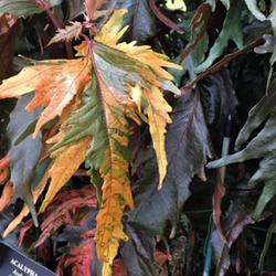 Location: Longwood Gardens PA
Date: 2023-09
leaves are quite large 6-7"; grown in conservatory