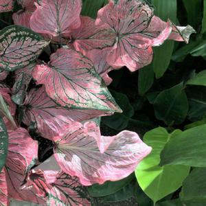 exceptionally pretty variegation!