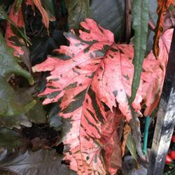 Location: Longwood Gardens PA
Date: 2023-09
older leaves turn very dark; color on fresh leaves varies a lot