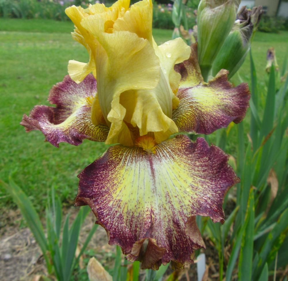 Photo of Tall Bearded Iris (Iris 'Lotto Winner') uploaded by tveguy3
