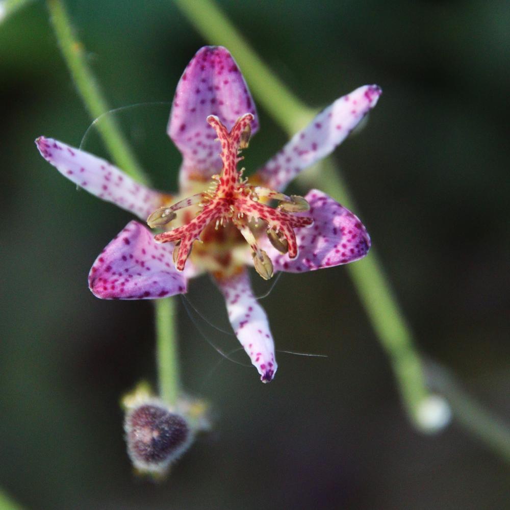 Photo of Toad Lily (Tricyrtis formosana 'Samurai') uploaded by LoriMT