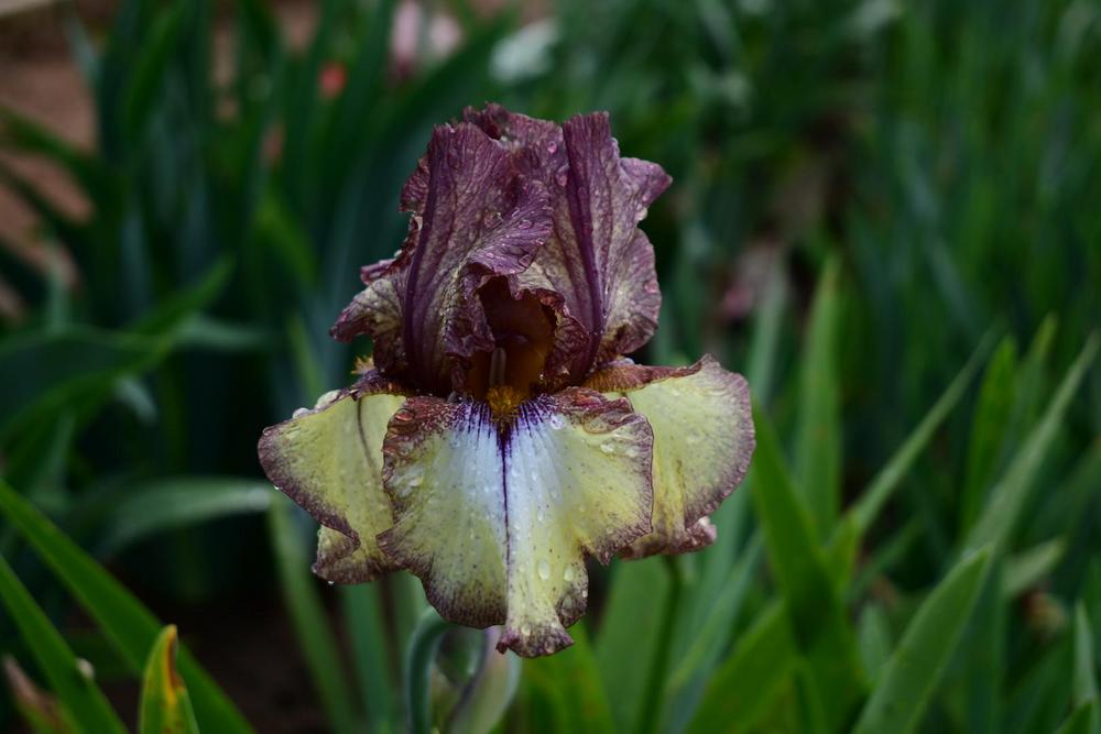 Photo of Tall Bearded Iris (Iris 'Burgundy Brown') uploaded by TullyveaIrisFarm
