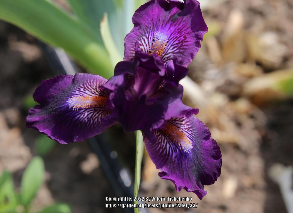 Photo of Standard Dwarf Bearded Iris (Iris 'Purple Tiger') uploaded by Valery33