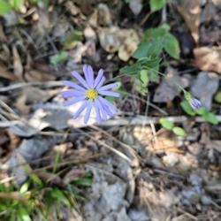 Location: Aberdeen, NC Pages Lake park
Date: October 2, 2023
Late purple Aster #545; RAB page 1076, 179-6-10,; AG p. 258, 55-2